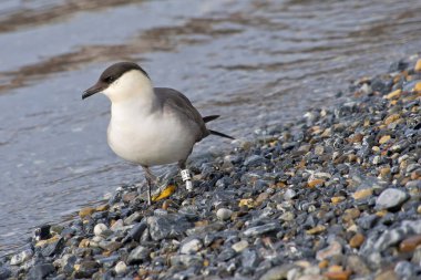 Uzun Kuyruklu Skua, Uzun Kuyruklu Jaeger, Stercorarius longicaudus, Signehamna Limanı, Nordvest-Spitsbergen Ulusal Parkı, Krossfjord, Arctic, Spitsbergen, Svalbard, Norveç, Avrupa