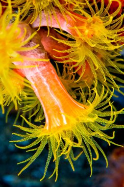 Kaplayan Deniz Anemone, Mercan Resifi, Lembeh, Kuzey Sulawesi, Endonezya, Asya