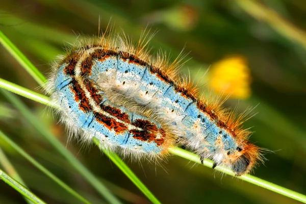 Butterfly Caterpillar Sierra Guadarrama National Park Segovia Castile Leon Spain — Stock Photo, Image
