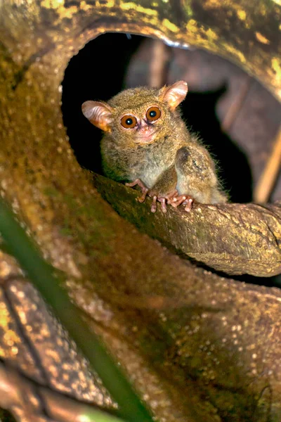 Tarsier Tarsier Espectral Tarsius Tarsier Reserva Natural Tangkoko Sulawesi Del — Foto de Stock