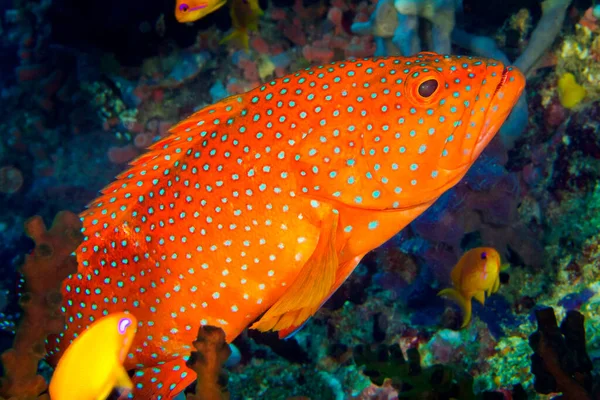 Coral Grouper, Coral Rock Cod, Cephalopholis miniata, Coral Reef, South Ari Atoll, Maldives, Indian Ocean, Asia