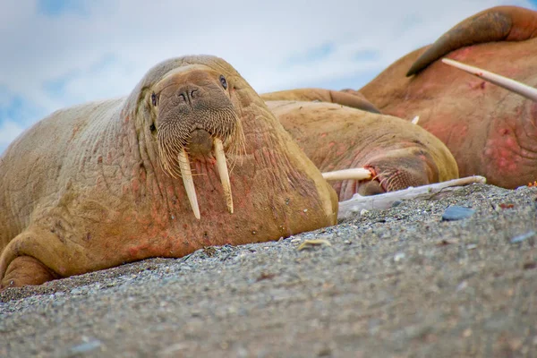Resting Walrus Beach Odobenus Rosmarus Arctic Svalbard Norway Europe — Stock Photo, Image