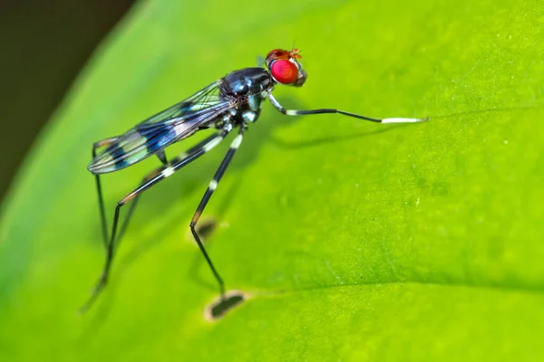 Tropical Fly Diptera Tropical Rainforest Marino Ballena National Park Uvita — Stock Photo, Image