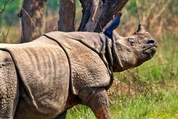 Великий Однорогий Rhinoceros Indian Rhinoceros Asian Rhino Rhinoceros Unicornis Wetlands — стокове фото