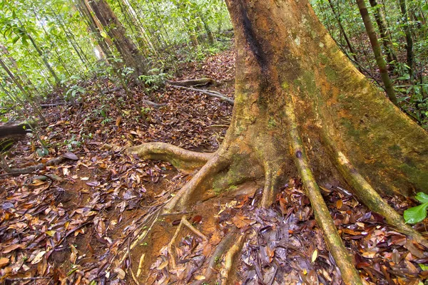 Árvores Raízes Antigas Parque Nacional Sinharaja Floresta Tropical Reserva Florestal — Fotografia de Stock