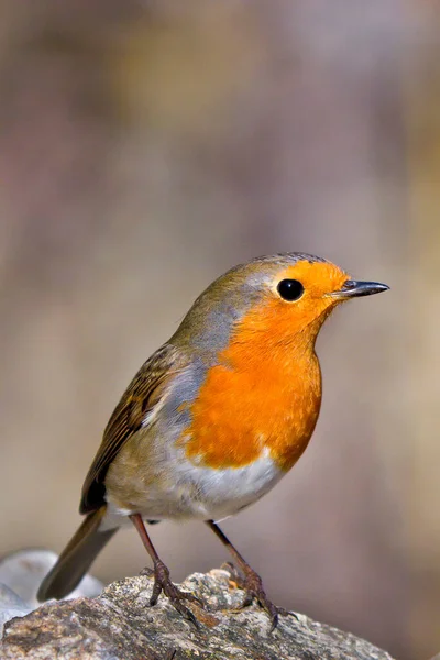 Robin Erithacus Rubecola Mediterranean Forest Kasztília Leon Spanyolország Europ — Stock Fotó