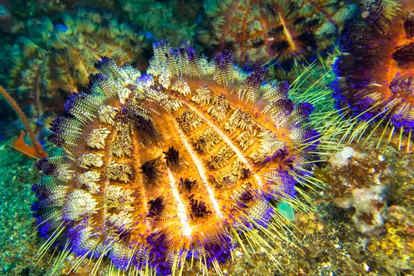 ウルチン 変数Fire Urchin Asthenosoma Varium Coral Reef Lembeh North Sulawa — ストック写真