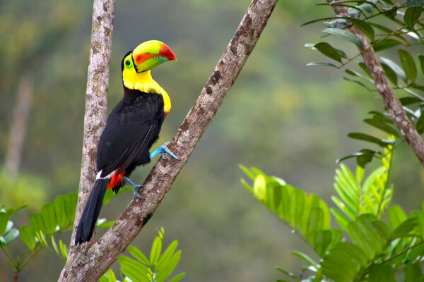 Keel-billed Toucan, Sulfur-breasted Toucan, Rainbow-billed Toucan, Ramphastos sulfuratus, Tropical Rainforest, Costa Rica, Central America, America