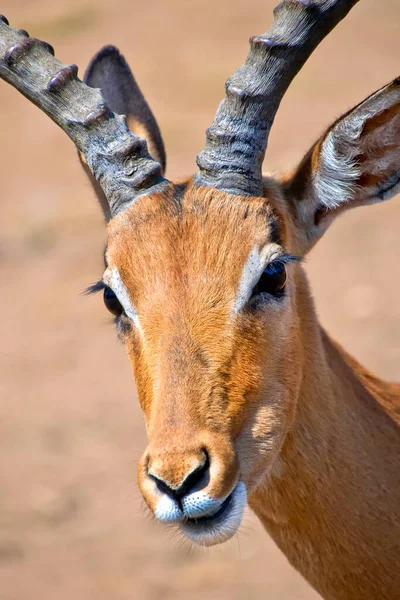 Impala Aepyceros Melampus Melampus 野生動物保護区 南アフリカ アフリカ — ストック写真