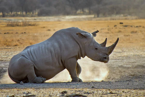 Bílý Nosorožec Ceratotherium Simum Čtvercový Nosorožec Khama Rhino Sanctuary Botswana — Stock fotografie