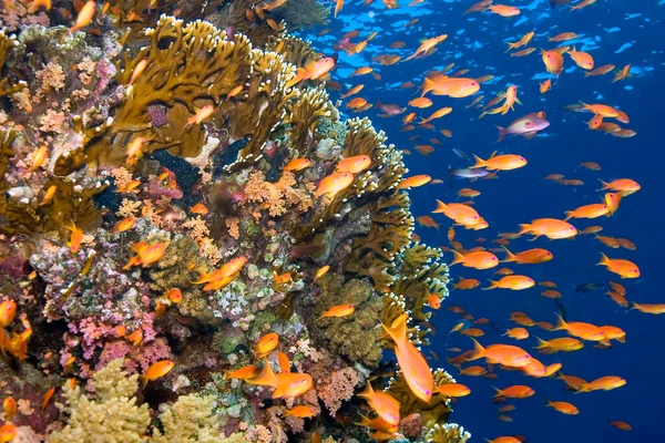 Rafa Koralowa Krajobraz Podwodny Koral Miękki Twardy Rafa Koralowa Morze — Zdjęcie stockowe
