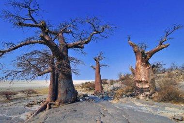 Baobab Ağacı, Adansonia Digitata, Chobe Ulusal Parkı, Botswana, Afrika