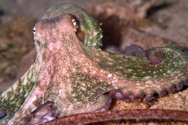 Ortak Octopus, Octopus vulgaris, Cabo Cope Puntas del Calnegre Doğal Park, Akdeniz, Murcia, İspanya, Avrupa