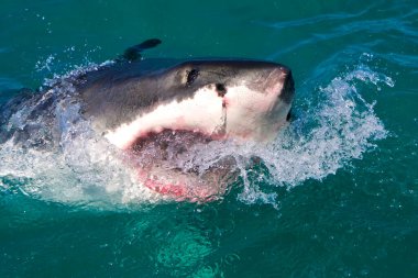 Büyük Beyaz Köpekbalığı, Carcharodon Carcharias, Gansbaai, Batı Burnu, Güney Afrika, Afrika
