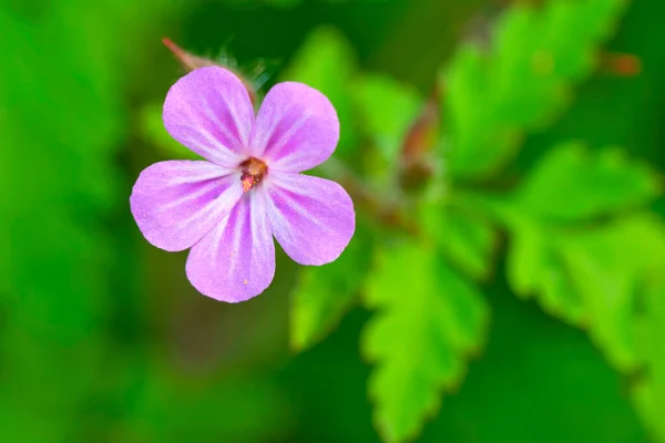 Herb Robert Geranium Robertianum Park Narodowy Sierra Guadarrama Segovia Kastylia — Zdjęcie stockowe