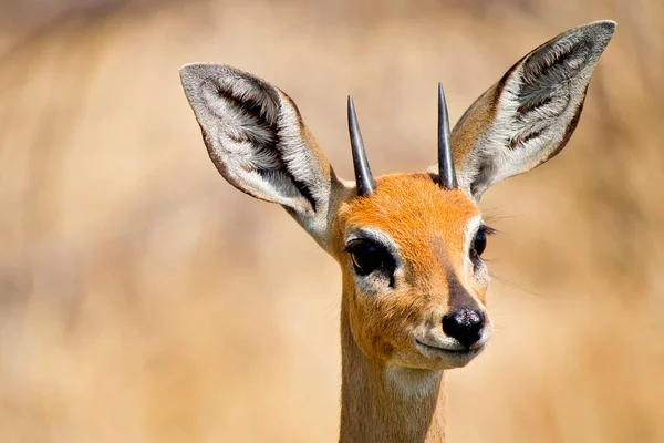 Steenbok Raphicerus Campestris Chobe National Park Botsuana Africanos — Fotografia de Stock
