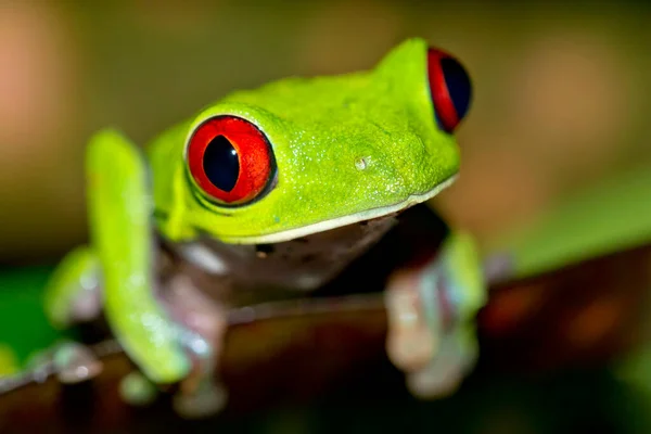 Frog Árvore Olhos Vermelhos Agalychnis Callidryas Floresta Tropical Parque Nacional — Fotografia de Stock