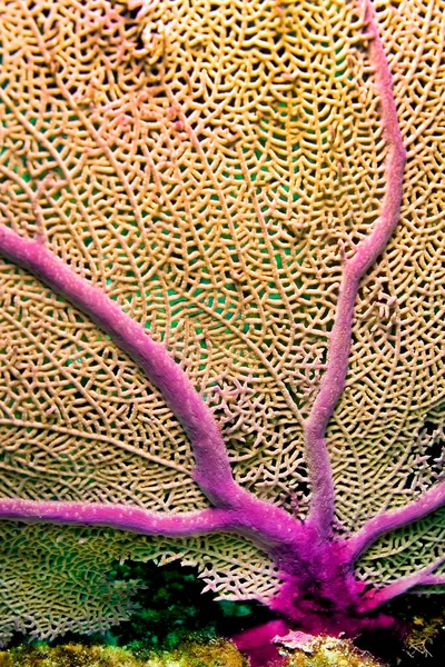 Gorgonian Sea Fan Sea Whip Coral Reef Caribbean Sea Playa — стокове фото