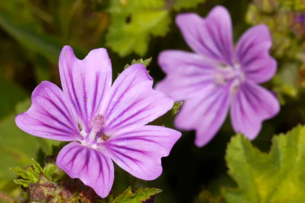 Algemeen Mallow High Mallow Tall Mallow Malva Sylvestris Sierra Guadarrama — Stockfoto