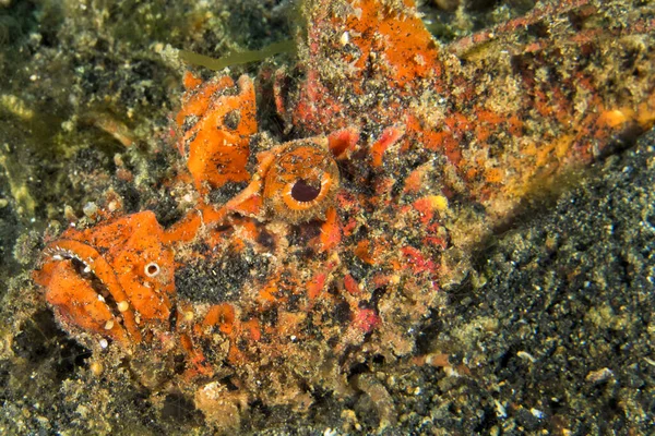 Teufelsstecher Stachelteufelfisch Inimicus Didactylus Lembeh Nordsulawesi Indonesien Asien — Stockfoto