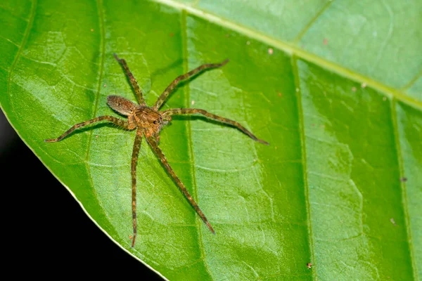 Тропічний Павук Тропічний Дощовий Ліс Національний Парк Корковадо Заповідник Оса — стокове фото