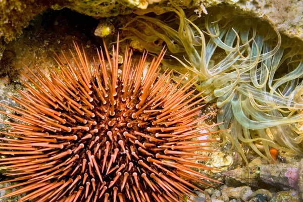 Common Sea Urchin Paracentrotus Lividus Cabo Cope Puntas Del Calnegre自然公園 — ストック写真