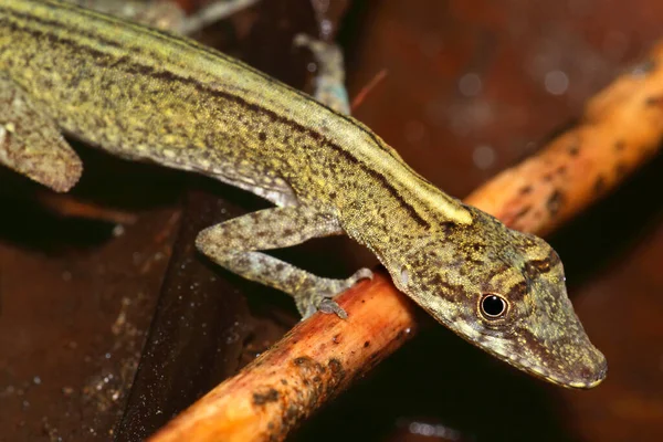 Tropical Anole Lizard Foresta Pluviale Tropicale Bacino Del Fiume Napo — Foto Stock