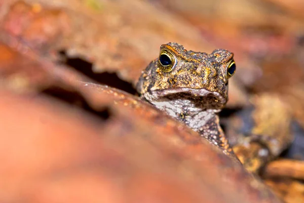 Tropická Žába Tropický Deštný Prales Národní Park Corcovado Chráněná Oblast — Stock fotografie