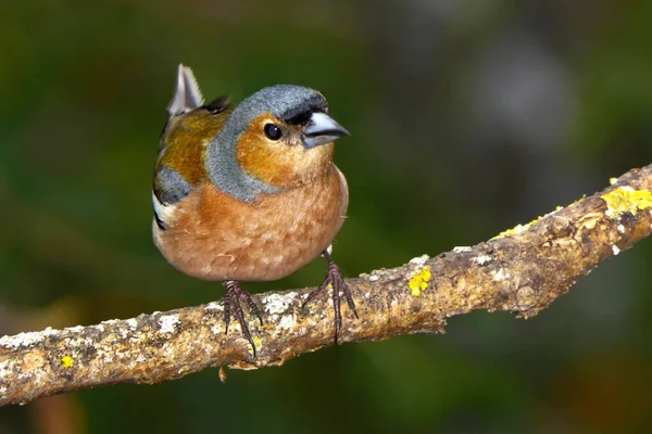 Chaffinch Fringilla Coelebs Las Śródziemnomorski Kastylia Leon Hiszpania Europa — Zdjęcie stockowe