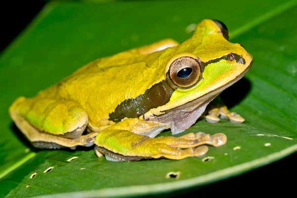 New Granada Cross Banded Tree Frog Smilisca Phaeota Tropical Rainforest — Fotografia de Stock