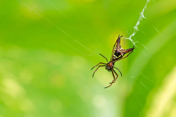 Тропічний Павук Micrathena Sagittata Тропічний Дощовий Ліс Національний Парк Marino — стокове фото