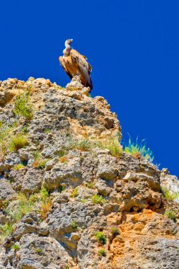 Griffon Vulture, Gyps fulvus, Hoces del Rio Duraton Natural Park, Duraton River Gorges, Segovia, Castilla y Leon, İspanya, Avrupa