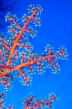 Sea Fan, Sea Whips, Gorgonian, Coral Reef, Bunaken National Marine Park, Bunaken, North Sulawesi, Endonezya, Asya