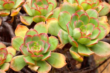 Bejeque, Aeonium, Caldera de Taburiente Ulusal Parkı, Biyosfer Rezervi, ZEPA, LIC, La Palma, Kanarya Adaları, İspanya, Avrupa