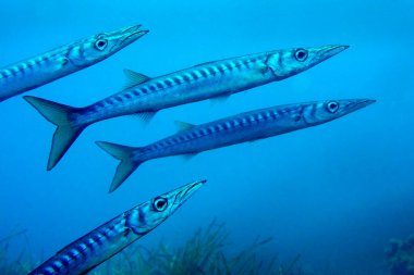 Akdeniz Barakuda, Sphyraena sphyraena, Cabo Cope Puntas del Calnegre Doğal Parkı, Akdeniz, Murcia, İspanya, Avrupa