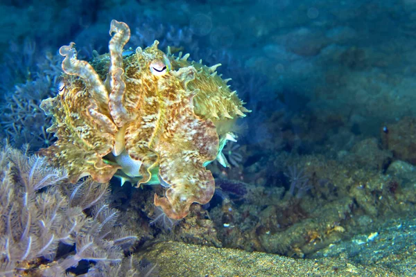Cuttlefish Broaoclub Cuttlefish Sepia Latimanus Lembeh North Sulawesi Indonesia Asia — Stock Photo, Image