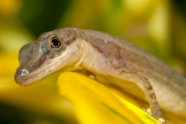 Ящірка Анолі Anolis Тропічний Дощовий Ліс Національний Парк Корковадо Оза — стокове фото