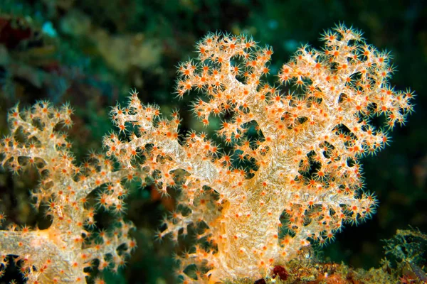 Árboles Multi Ramificados Coral Blando Arrecife Coral Lembeh Sulawesi Del — Foto de Stock