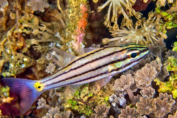 Cardenalfish Cheilodipterus Isostigma Lembeh Sulawesi Del Norte Indonesia Asia — Foto de Stock