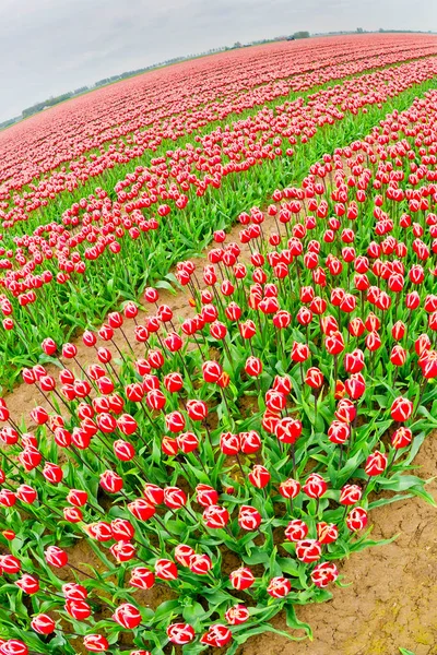 Champs Tulipes Colorées Rouge Blanc Champs Fleurs Aux Pays Bas — Photo
