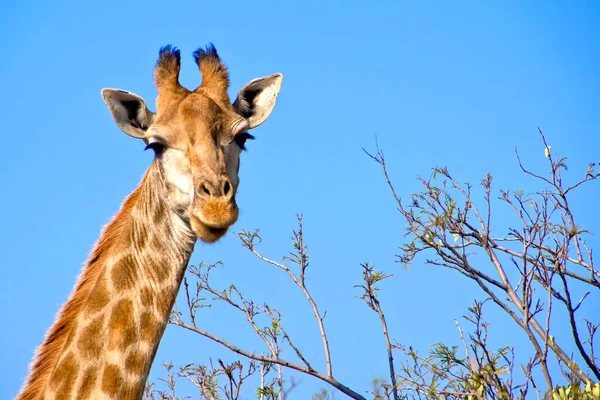 Καμηλοπάρδαλη Καμηλοπάρδαλη Giraffa Καταφύγιο Άγριας Ζωής Νότια Αφρική Αφρική — Φωτογραφία Αρχείου