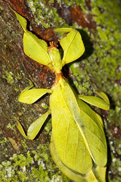 Leaf Insect Walking Leaf Phylium Sinharaja National Park Rain Forest — 스톡 사진
