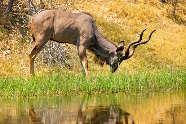 Kudu Tragelaphus Strepsiceros Parc National Chobe Botswana Afrique — Photo