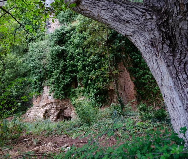 Castle in the forest