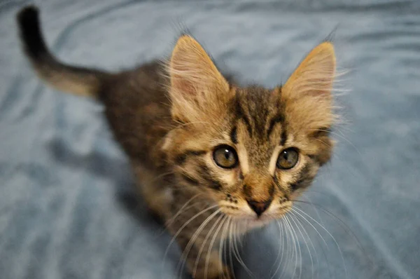 Schattig Maine Coon Kitten Een Blauwe Achtergrond — Stockfoto