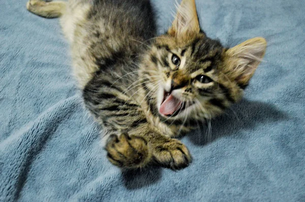 Schattig Maine Coon Kitten Een Blauwe Achtergrond Geeltjes — Stockfoto