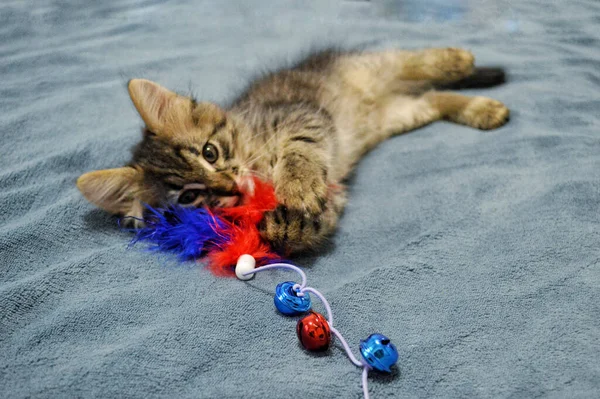 Schattig Maine Coon Kitten Een Blauwe Achtergrond Spelen Met Een — Stockfoto