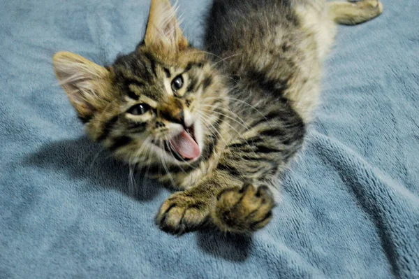 Lindo Maine Coon Gatito Sobre Fondo Azul Bostezos —  Fotos de Stock