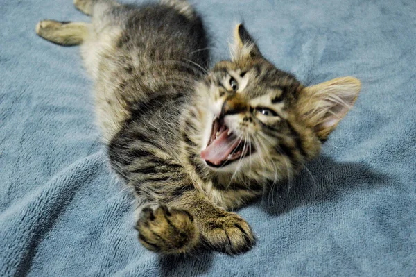 Lindo Maine Coon Gatito Sobre Fondo Azul Bostezos — Foto de Stock