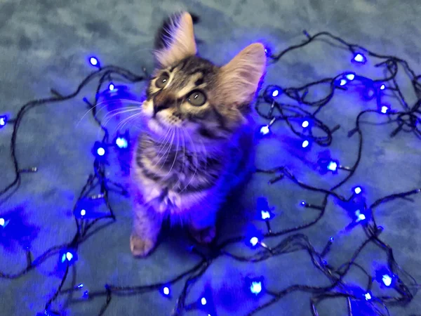 Cute Maine Coon Kitten Blue Background Blue Christmas Garland — Stock Photo, Image